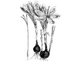 Saffron (Crocus sativus), Heb. KaRKoM, a fragrance (Song 4.14)